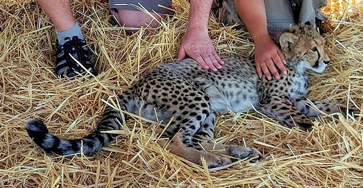 CAPTIVE BRED CHEETAHS – AN EPIDEMIC IN SOUTH AFRICA?
