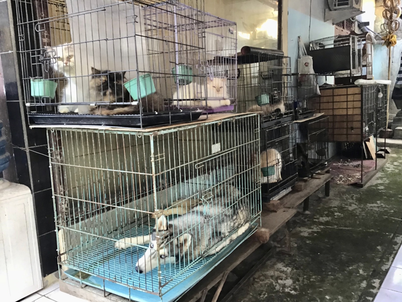 The sad truth about “pure” breed dogs in Bali!